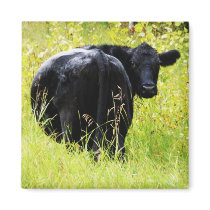 Angus Steer in Tall Yellow Grass Magnet