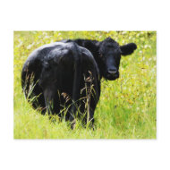 Angus Steer in Tall Yellow Grass postcard