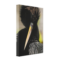anhinga agility gallery wrap canvas