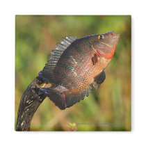 Anhinga and Fish Refrigerator Magnet