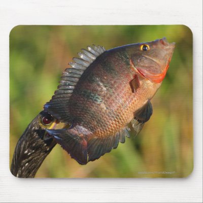 Anhinga and Fish Mouse Pad by WorldDesign