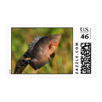 Anhinga and Fish Postage Stamps