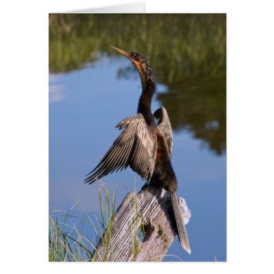 Anhinga at the Pond Card by GrandmaDee
