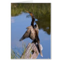 Anhinga at the Pond Card