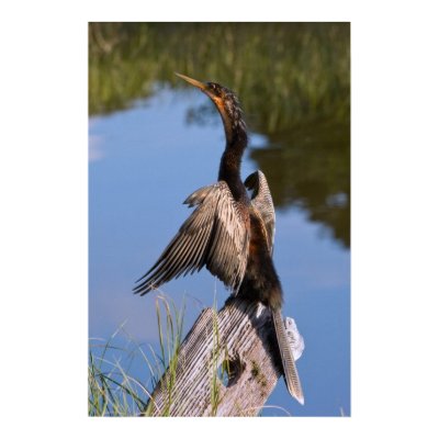Anhinga at the Pond Print or Poster by GrandmaDee