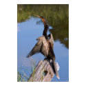 Anhinga at the Pond Print or Poster by GrandmaDee Anhinga at the Pond Print or Poster