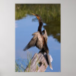 Anhinga at the Pond Print or Poster