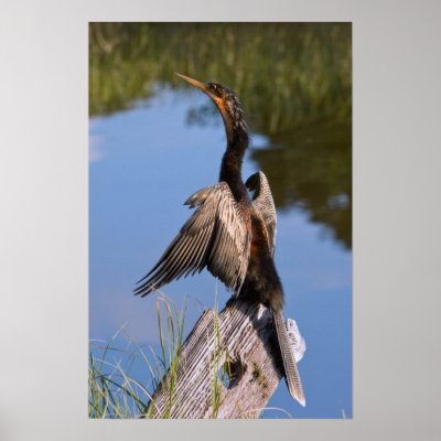 Anhinga at the Pond Print or Poster by GrandmaDee