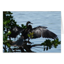 Anhinga at the water greeting map cards