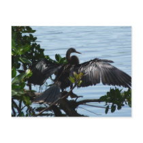 Anhinga at the water postcard