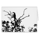 Anhinga Bird cards