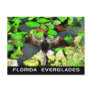 Anhinga bird, Everglades National Park, FL Post Cards