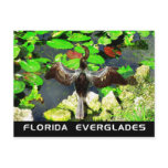 Anhinga bird, Everglades National Park, FL postcards
