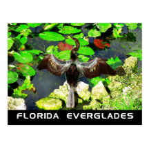 Anhinga bird, Everglades National Park, FL Post Cards