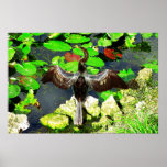 Anhinga bird, Everglades National Park, FL Print