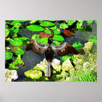 Anhinga bird, Everglades National Park, FL Print by HTMimages