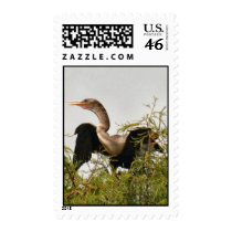 Anhinga Bird Postage Stamps