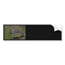 anhinga bumper stickers
