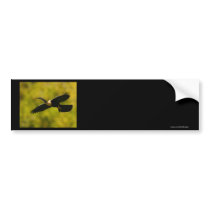 anhinga bumper stickers