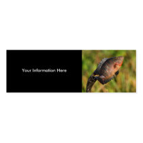 anhinga business card
