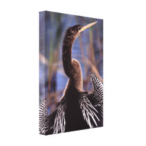 anhinga canvas prints