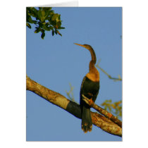 Anhinga Cards