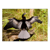 Anhinga Greeting Card