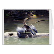 Anhinga Card