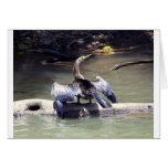 Anhinga Card