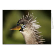 Anhinga Greeting Cards