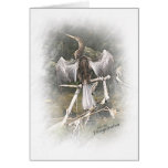 anhinga cards
