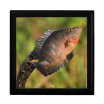 anhinga displaying a colorful fish keepsake boxes