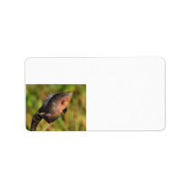 anhinga displaying a colorful fish personalized address label