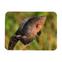 anhinga displaying a colorful fish vinyl magnets