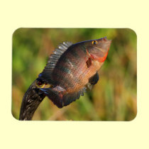 anhinga displaying a colorful fish magnets