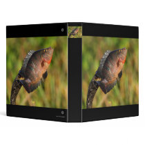 anhinga displaying fish 3 ring binders