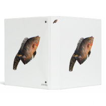 anhinga displaying fish vinyl binder