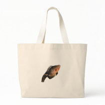 Anhinga Displaying Meal Bags