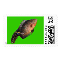 Anhinga Displaying Meal Postage Stamps