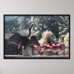 Anhinga Drying Poster