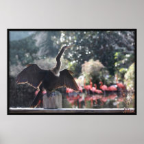 Anhinga Drying Poster