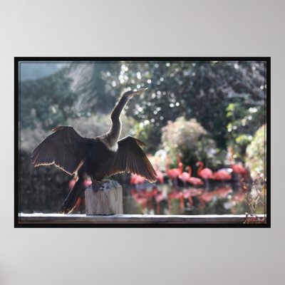 Anhinga Drying Poster by natureworldart