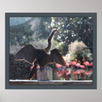 Anhinga Drying Print