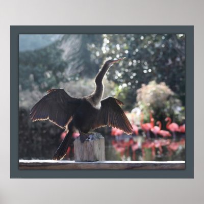 Anhinga Drying Print by natureworldart