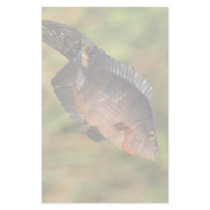 anhinga & fish stationery design