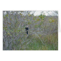 Anhinga, Florida Everglades, 1999 Cards