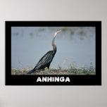 ANHINGA FROM JUNGLEWALK.COM posters