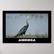 ANHINGA FROM JUNGLEWALK.COM PRINT
