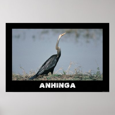 ANHINGA FROM JUNGLEWALK.COM PRINT by junglewalkcom