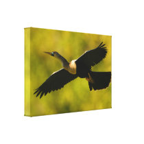 anhinga in flight canvas print